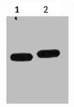 Western blot analysis of mCherry recombinant protein, diluted at 1) 1:5000  2) 1:10000