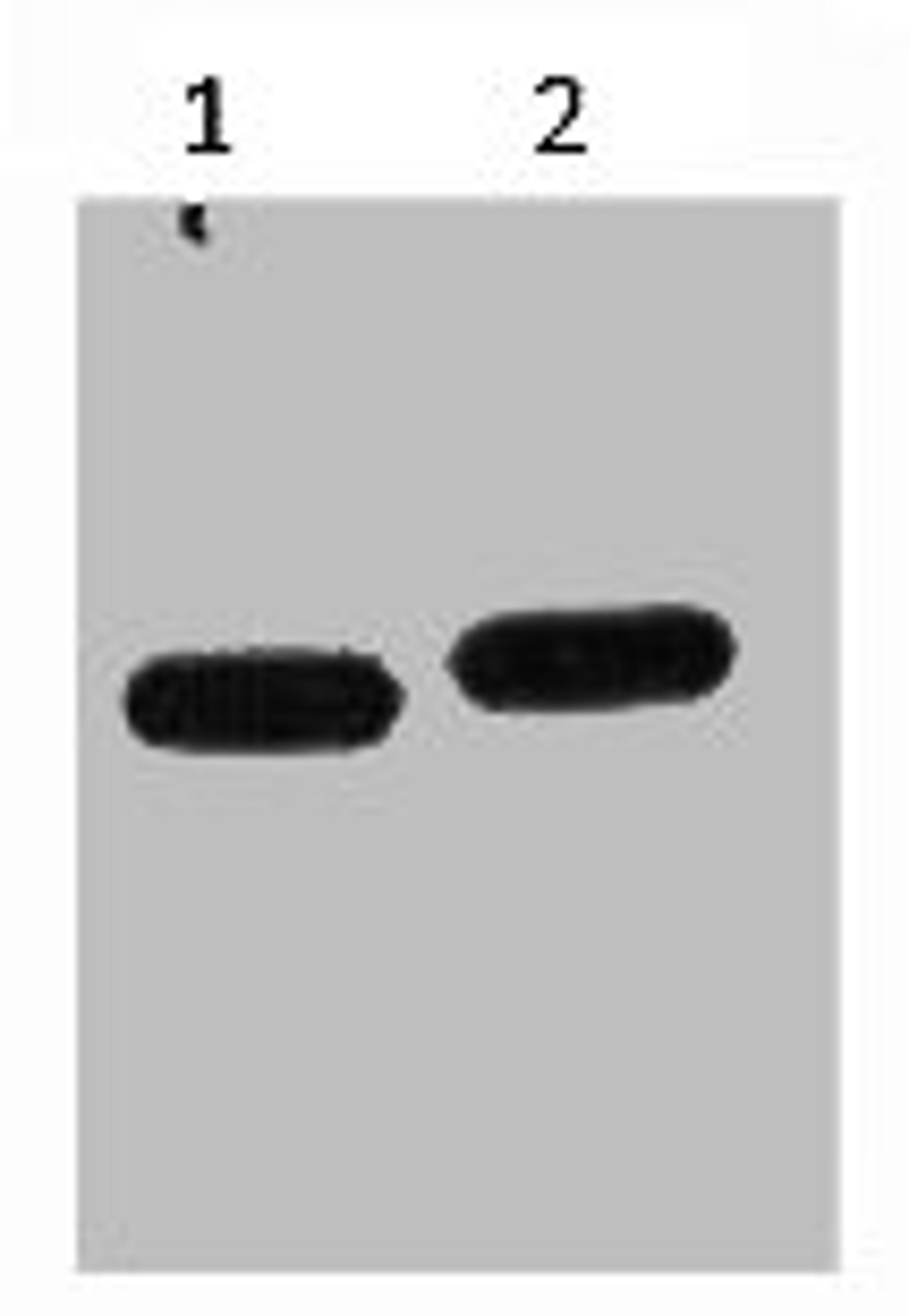 Western blot analysis of mCherry recombinant protein, diluted at 1) 1:5000  2) 1:10000