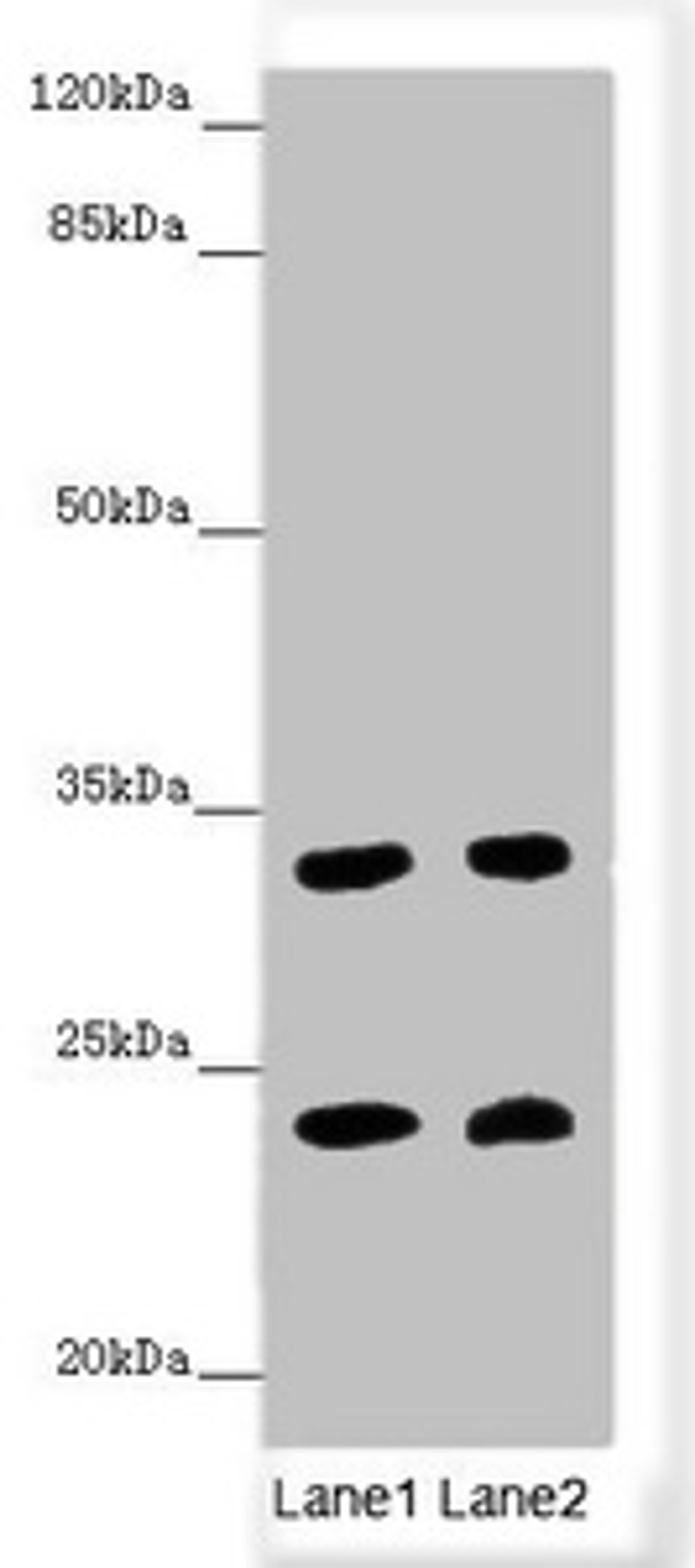 Western blot. All lanes: MRAS antibody at 3.44 ug/ml. Lane 1: Mouse brain tissue. Lane 2: Mouse heart tissue. Secondary. Goat polyclonal to rabbit IgG at 1/10000 dilution. Predicted band size: 24, 16 kDa. Observed band size: 24, 32 kDa. 