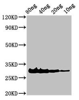 Western Blot. Positive WB detected in Recombinant protein. All lanes: Rhodocytin subunit alpha antibody at 3ug/ml. Secondary. Goat polyclonal to rabbit IgG at 1/50000 dilution. Predicted band size: 31 kDa. Observed band size: 31 kDa. 