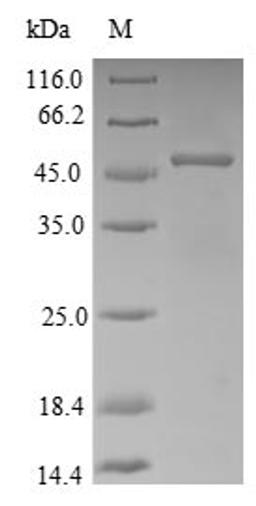 (Tris-Glycine gel) Discontinuous SDS-PAGE (reduced) with 5% enrichment gel and 15% separation gel.