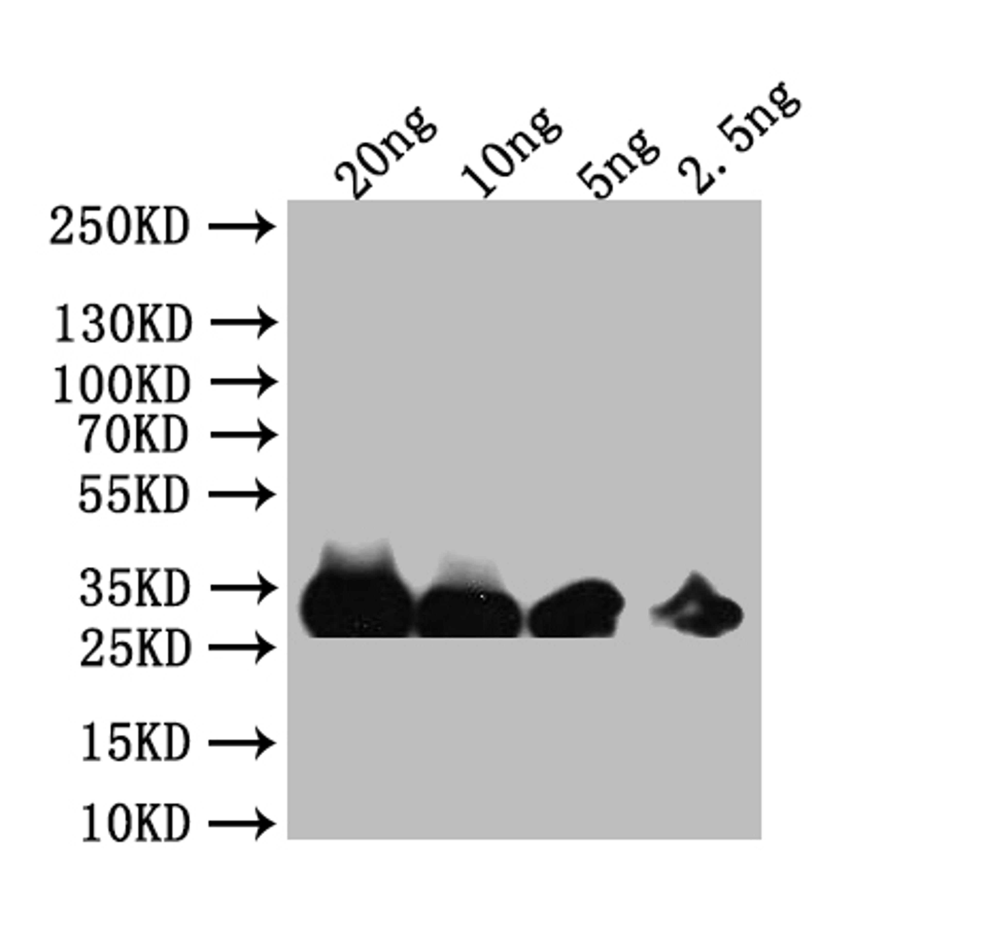 Western Blot. Positive WB detected in: recombinant protein. All lanes: FZR1 Antibody at 1:1000. Secondary. Goat polyclonal to rabbit IgG at 1/50000 dilution. Predicted band size: 34 kDa. Observed band size: 34 kDa. 