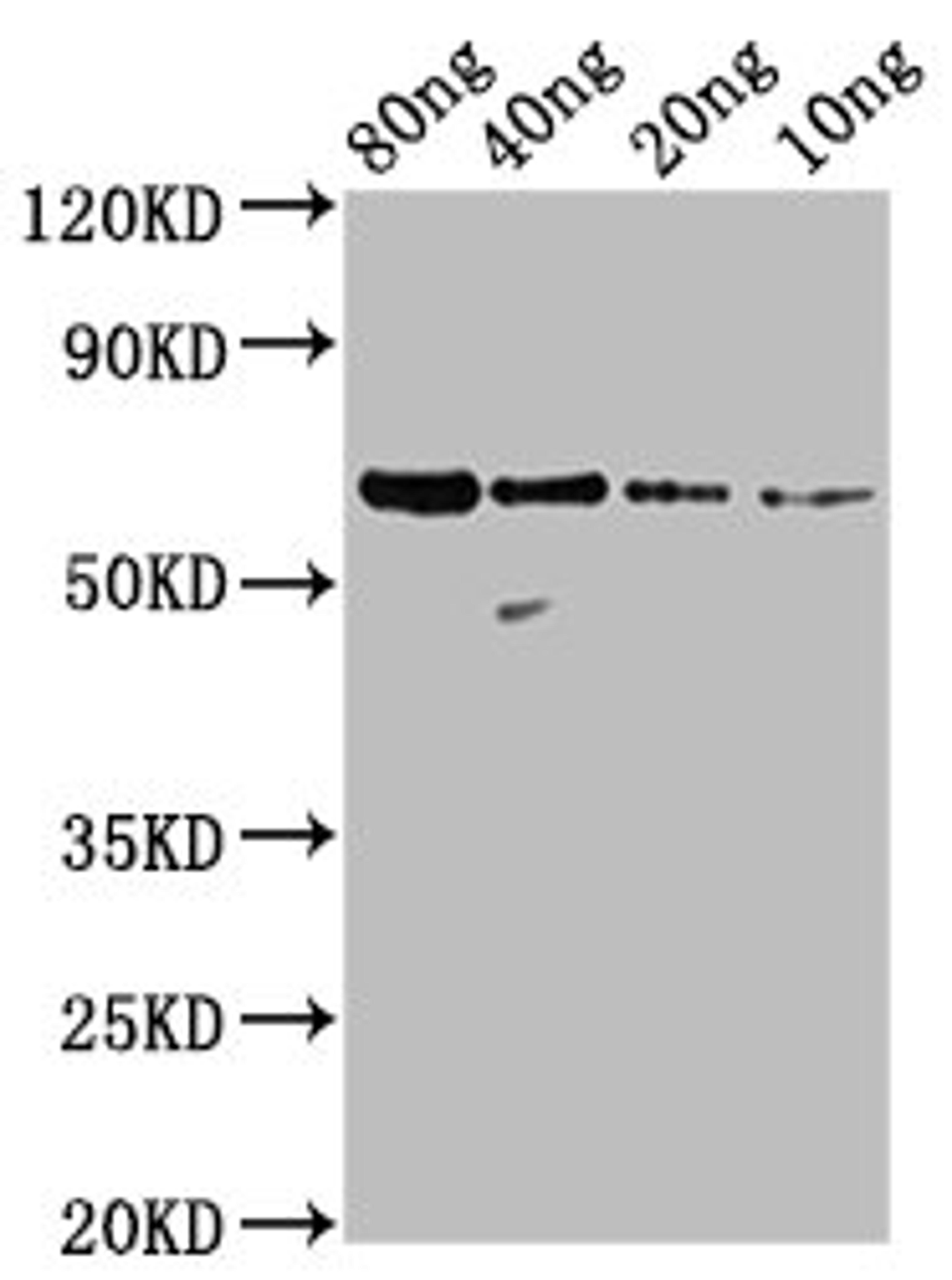 Western Blot. Positive WB detected in Recombinant protein. All lanes: N antibody at 1:2000. Secondary. Goat polyclonal to rabbit IgG at 1/50000 dilution. Predicted band size: 59 kDa. Observed band size: 59 kDa.