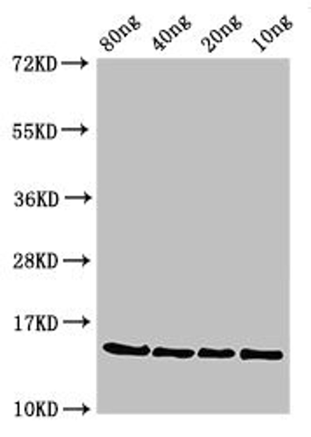 Western Blot. Positive WB detected in Recombinant protein. All lanes: ponA antibody at 3ug/ml. Secondary. Goat polyclonal to rabbit IgG at 1/50000 dilution. predicted band size: 15 kDa. observed band size: 15 kDa. 