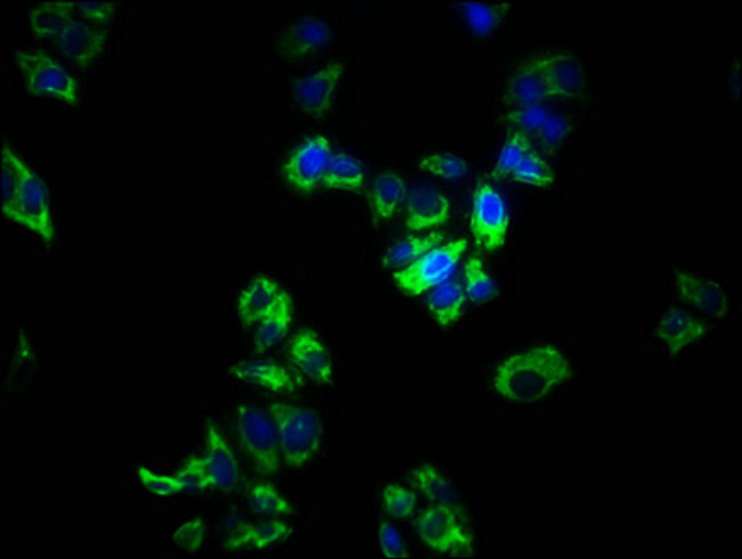 Immunofluorescence staining of PC-3 cells with CSB-PA022621LA01HU at 1:266, counter-stained with DAPI. The cells were fixed in 4% formaldehyde, permeabilized using 0.2% Triton X-100 and blocked in 10% normal Goat Serum. The cells were then incubated with the antibody overnight at 4&deg;C. The secondary antibody was Alexa Fluor 488-congugated AffiniPure Goat Anti-Rabbit IgG(H+L).