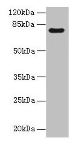 Western blot. All lanes: TTC30A antibody at 0.1µg/ml + Mouse gonadal tissue. Secondary. Goat polyclonal to rabbit IgG at 1/10000 dilution. Predicted band size: 77 kDa. Observed band size: 77 kDa