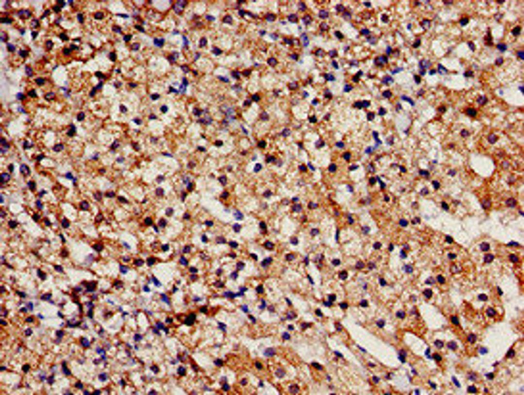 Immunohistochemistry analysis of human adrenal gland tissue using CSB-PA023218LA01HU at dilution of 1:100