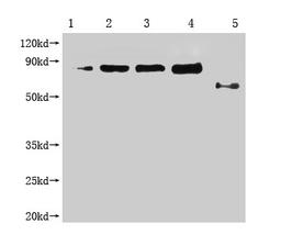Western Blot. Positive WB detected in: 1-4 lanes: Recombinant Enterobacteria phage M13 Attachment protein at 2.5ng, 5ng, 10ng, 20ng; 5 lane: Enterobacteria phage M13 Attachment. All lanes: Enterobacteria phage M13 III antibody at 1:1000. Secondary. Goat polyclonal to mouse IgG at 1/50000 dilution. Predicted band size: 65, 55-70 KDa. Observed band size: 65, 55-70 KDa. Exposure time：3min
