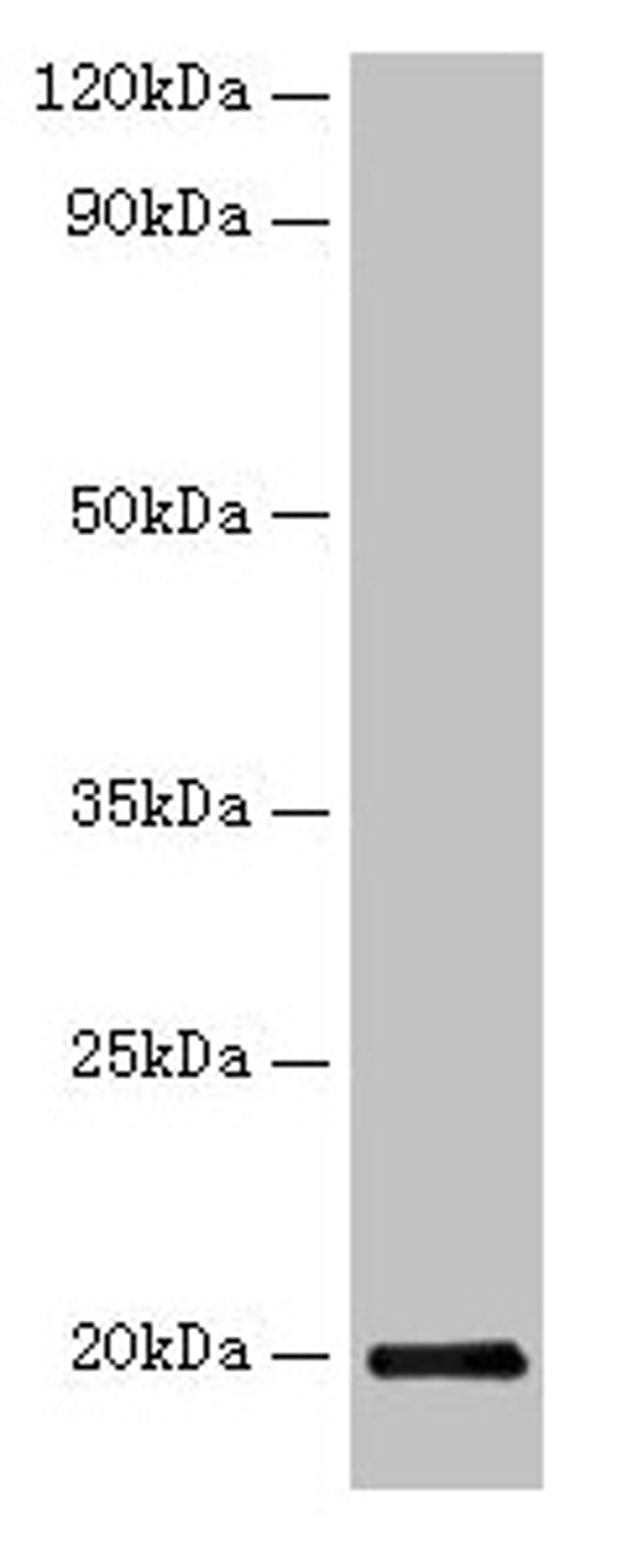 Western blot. All lanes: IFNG antibody at 2µg/ml + Recombinant Guinea Pig Interferon gamma protein 10µg. Secondary. Goat polyclonal to rabbit IgG at 1/10000 dilution. Predicted band size: 20 kDa. Observed band size: 20 kDa