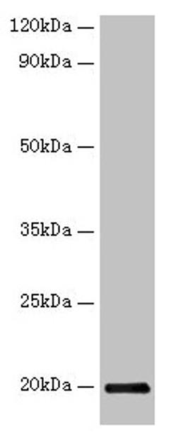 Western blot. All lanes: IFNG antibody at 2µg/ml + Recombinant Guinea Pig Interferon gamma protein 10µg. Secondary. Goat polyclonal to rabbit IgG at 1/10000 dilution. Predicted band size: 20 kDa. Observed band size: 20 kDa