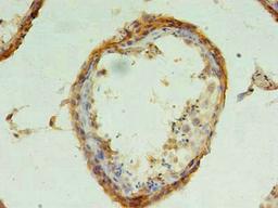 Immunohistochemistry of paraffin-embedded human testis tissue using CSB-PA846622LA01HU at dilution of 1:100