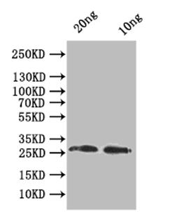 Western Blot. Positive WB detected in: recombinant protein. All lanes:odc1 Antibody at 1:1000. Secondary. Goat polyclonal to rabbit IgG at 1/50000 dilution. Predicted band size: 25.1 kDa. Observed band size: 26 kDa. 