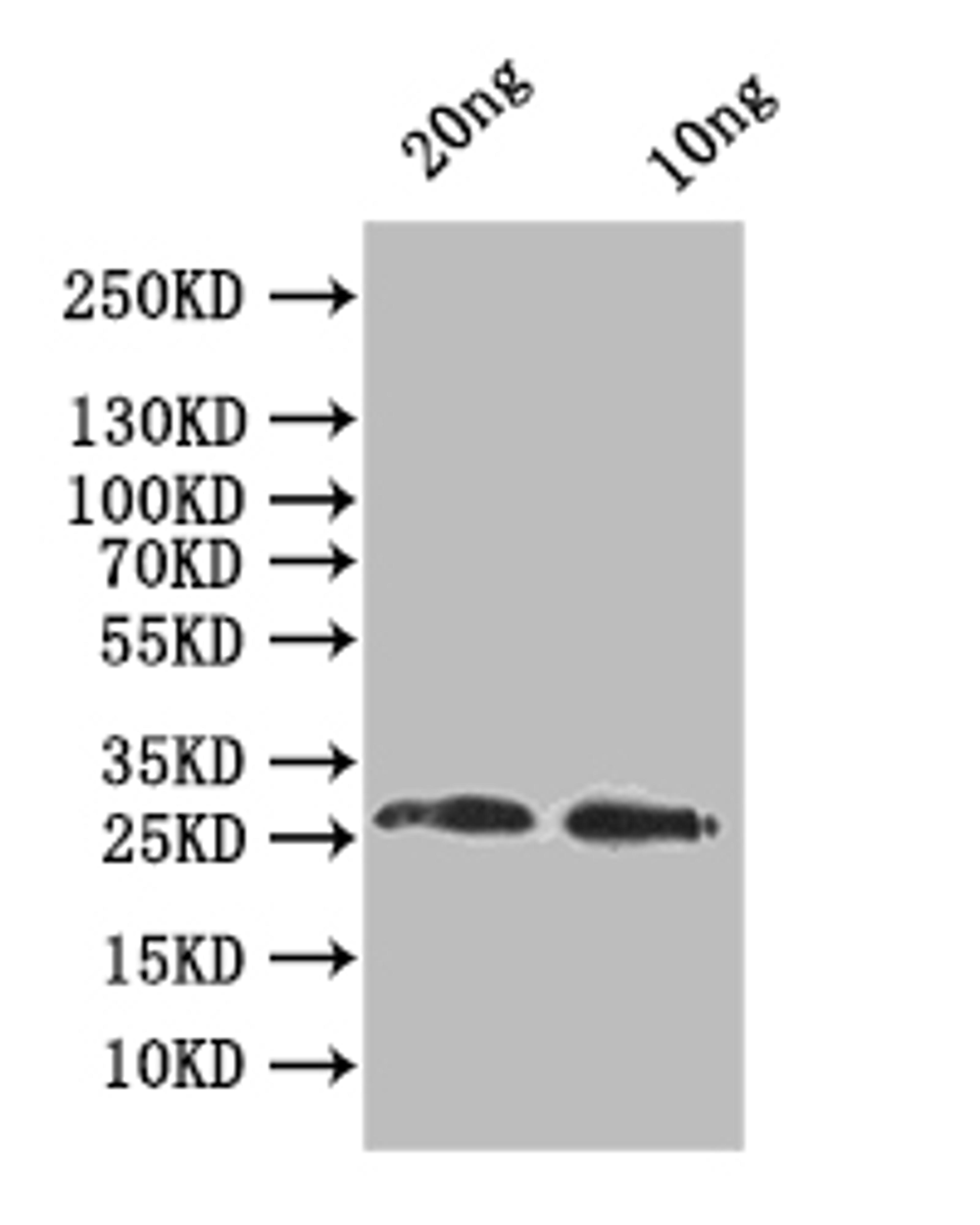 Western Blot. Positive WB detected in: recombinant protein. All lanes:odc1 Antibody at 1:1000. Secondary. Goat polyclonal to rabbit IgG at 1/50000 dilution. Predicted band size: 25.1 kDa. Observed band size: 26 kDa. 