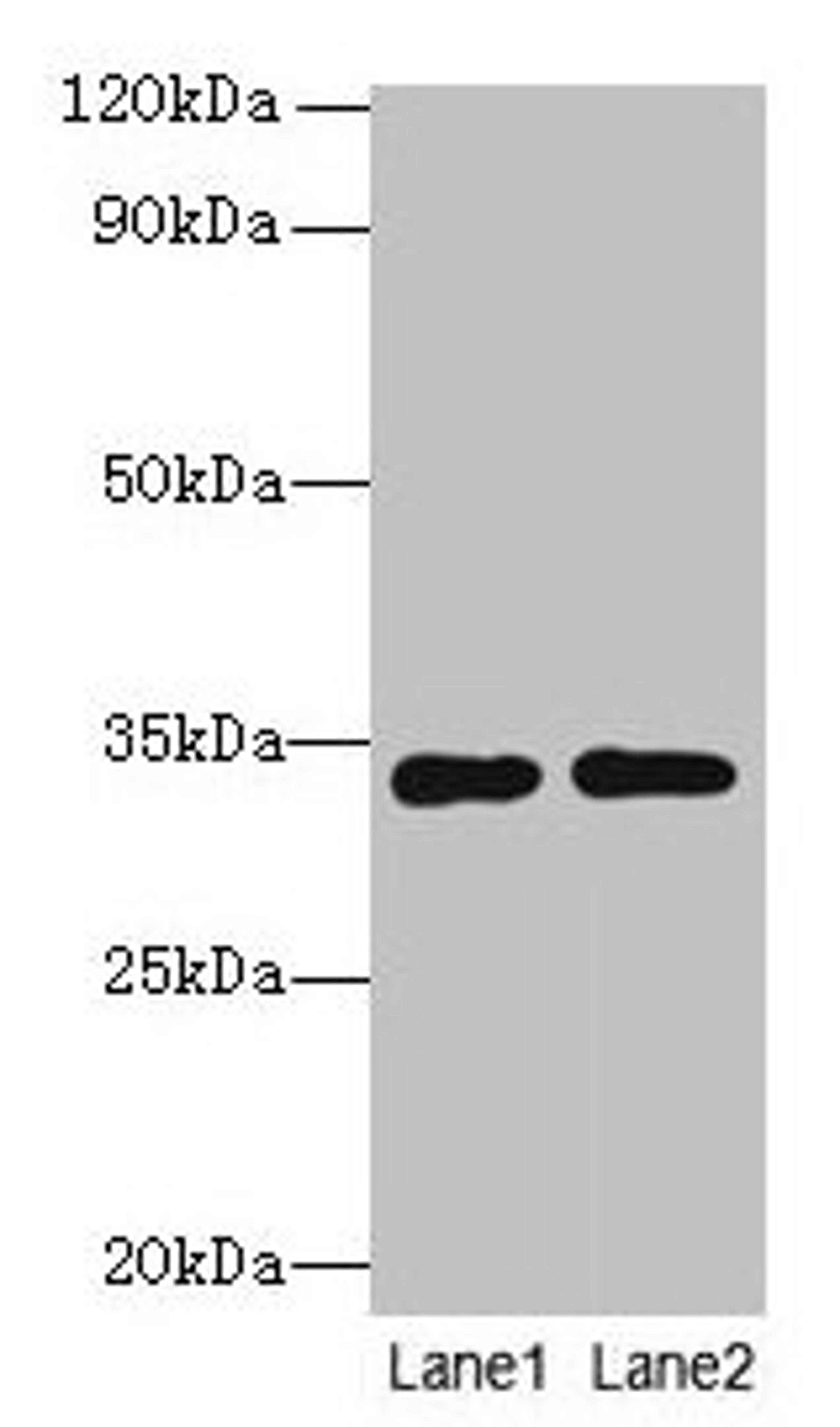 Western blot. All lanes: Rgn antibody at 8µg/ml. Lane 1: A549 whole cell lysate. Lane 2: HCT116 whole cell lysate. Secondary. Goat polyclonal to rabbit IgG at 1/10000 dilution. Predicted band size: 34 kDa. Observed band size: 34 kDa
