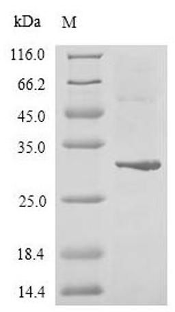 (Tris-Glycine gel) Discontinuous SDS-PAGE (reduced) with 5% enrichment gel and 15% separation gel.