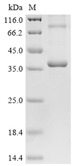(Tris-Glycine gel) Discontinuous SDS-PAGE (reduced) with 5% enrichment gel and 15% separation gel.
