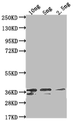 Western Blot. Positive WB detected in Recombinant protein. All lanes: Non-structural polyprotein antibody at 1:2000. Secondary. Goat polyclonal to rabbit IgG at 1/50000 dilution. Predicted band size: 31.4 kDa. Observed band size: 36 kDa. 