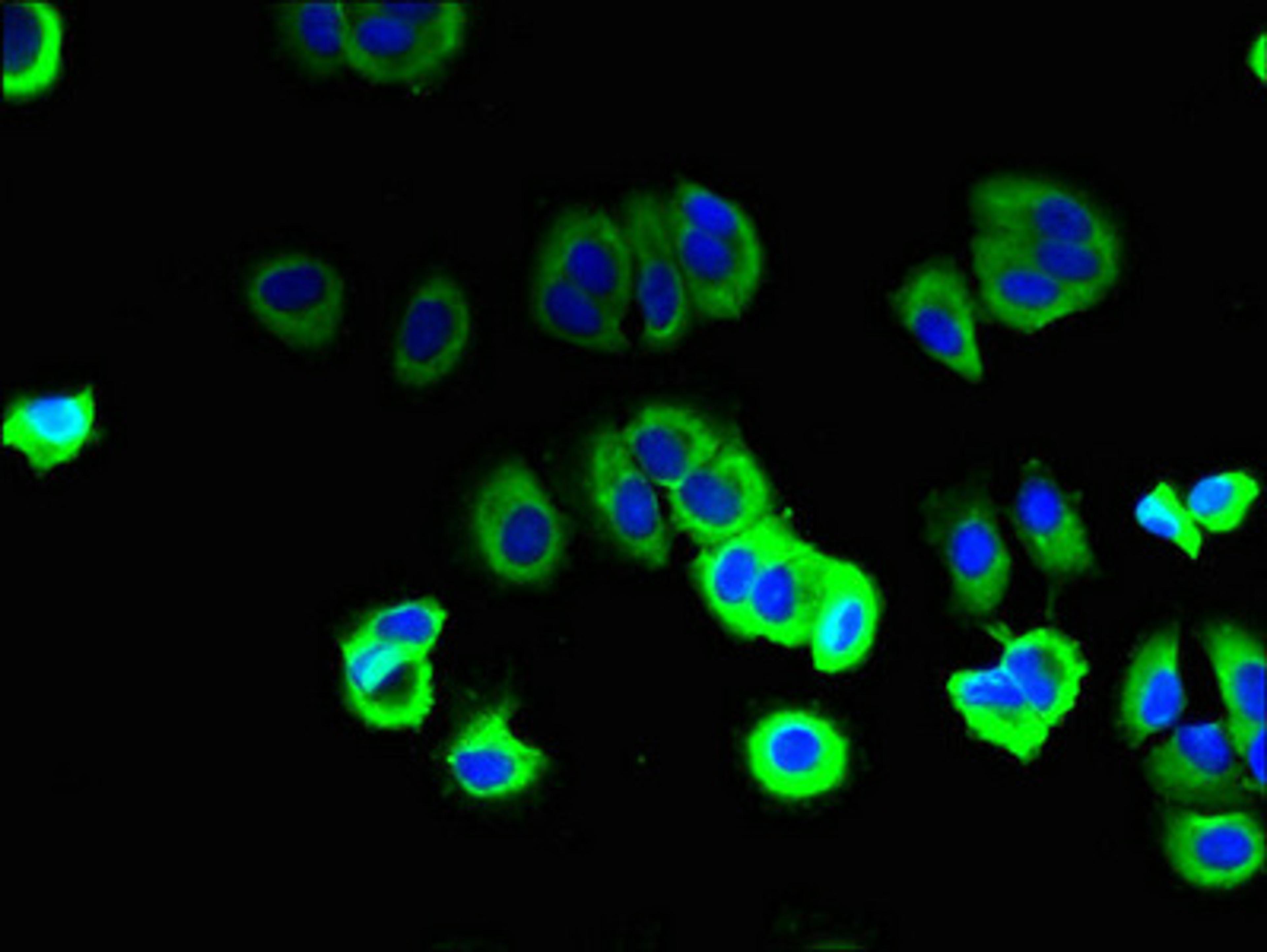 Immunofluorescent analysis of MCF-7 cells using CSB-PA021164LA01HU at dilution of 1:100 and Alexa Fluor 488-congugated AffiniPure Goat Anti-Rabbit IgG(H+L)