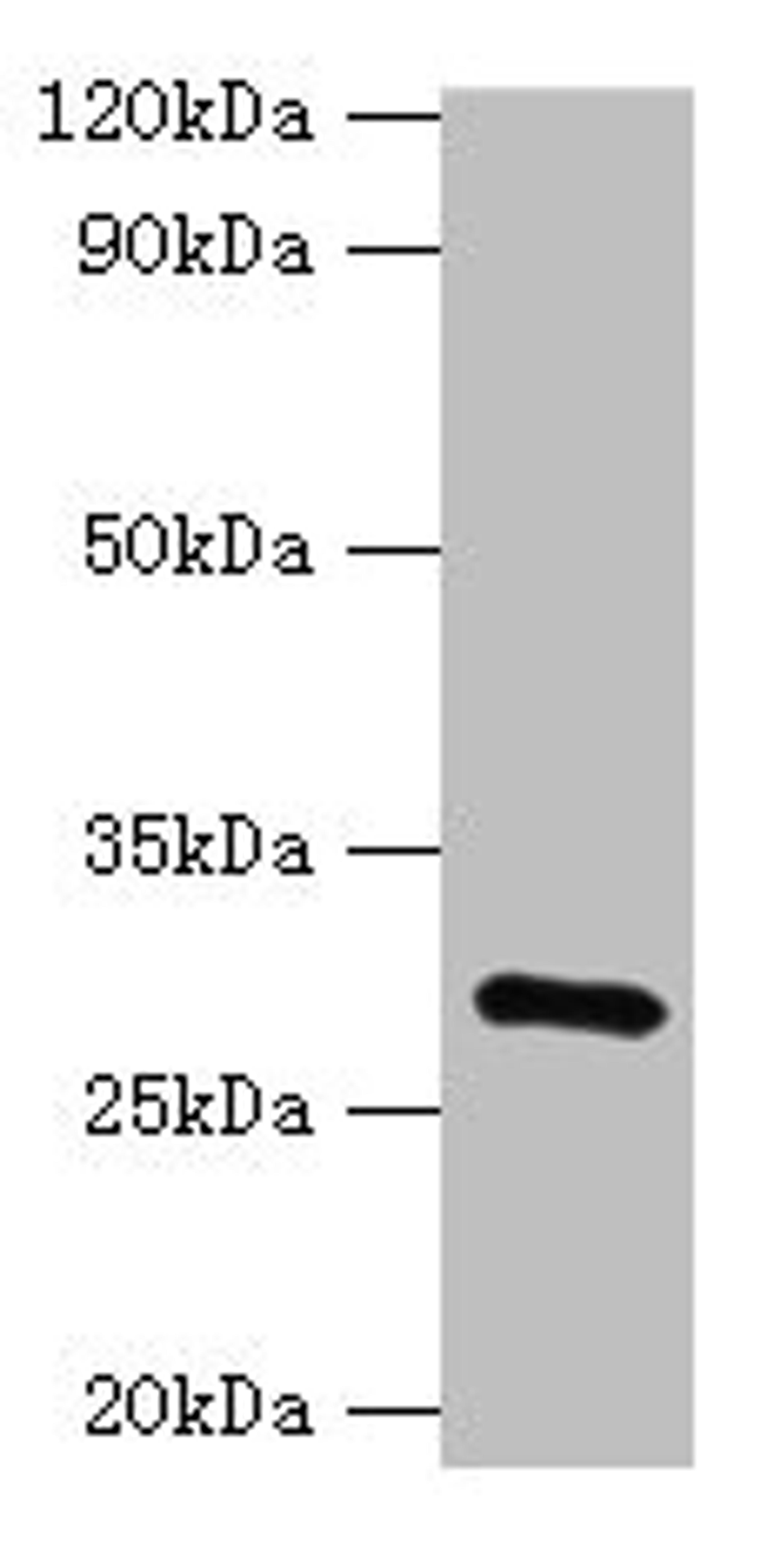 Western blot. All lanes: GOSR1 antibody at 16ug/ml + Mouse liver tissue. Secondary. Goat polyclonal to rabbit IgG at 1/10000 dilution. Predicted band size: 29, 22 kDa. Observed band size: 29 kDa. 