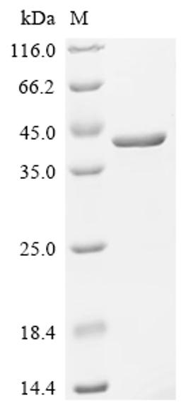 (Tris-Glycine gel) Discontinuous SDS-PAGE (reduced) with 5% enrichment gel and 15% separation gel.
