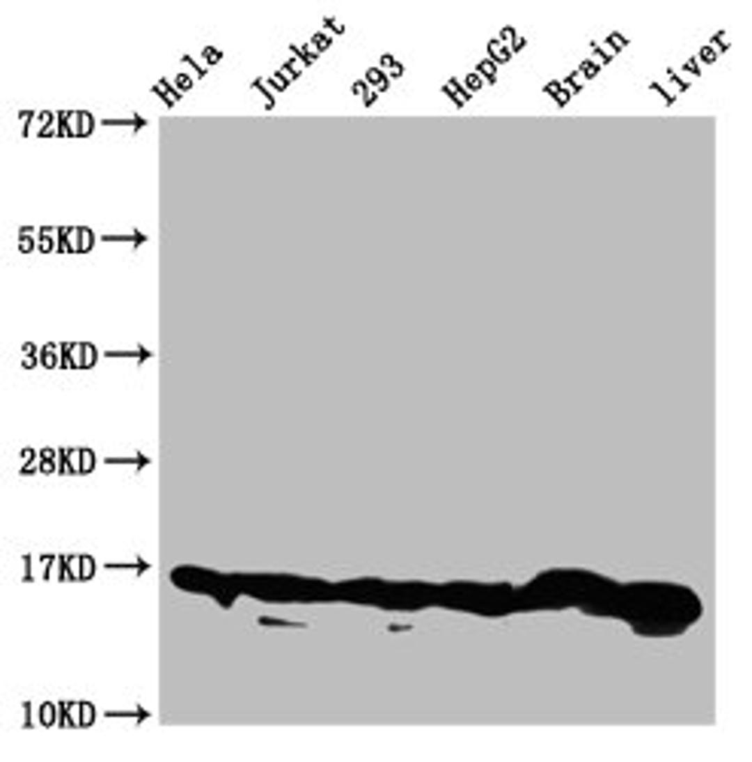 Western Blot. Positive WB detected in: Hela whole cell lysate, Jurkat whole cell lysate, 293 whole cell lysate, HepG2 whole cell lysate, Rat brain tissue, Rat liver tissue. All lanes: HIST1H3A antibody at 0.21µg/ml. Secondary. Goat polyclonal to rabbit IgG at 1/50000 dilution. Predicted band size: 16 kDa. Observed band size: 16 kDa