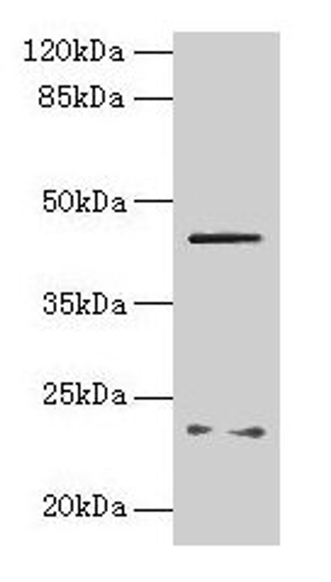Western blot. All lanes: FIBP antibody at 6µg/ml + MCF-7 whole cell lysate. Secondary. Goat polyclonal to rabbit IgG at 1/10000 dilution. Predicted band size: 42 kDa. Observed band size: 42 kDa