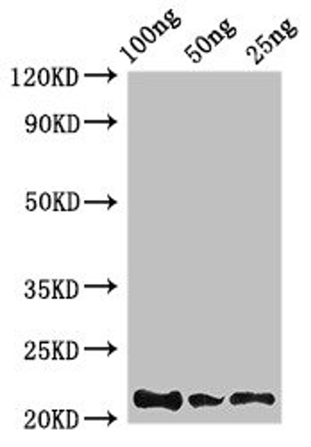 Western Blot. Positive WB detected in Recombinant protein. All lanes: Rubredoxin antibody at 2.8µg/ml. Secondary. Goat polyclonal to rabbit IgG at 1/50000 dilution. predicted band size: 22 kDa. observed band size: 22 kDa