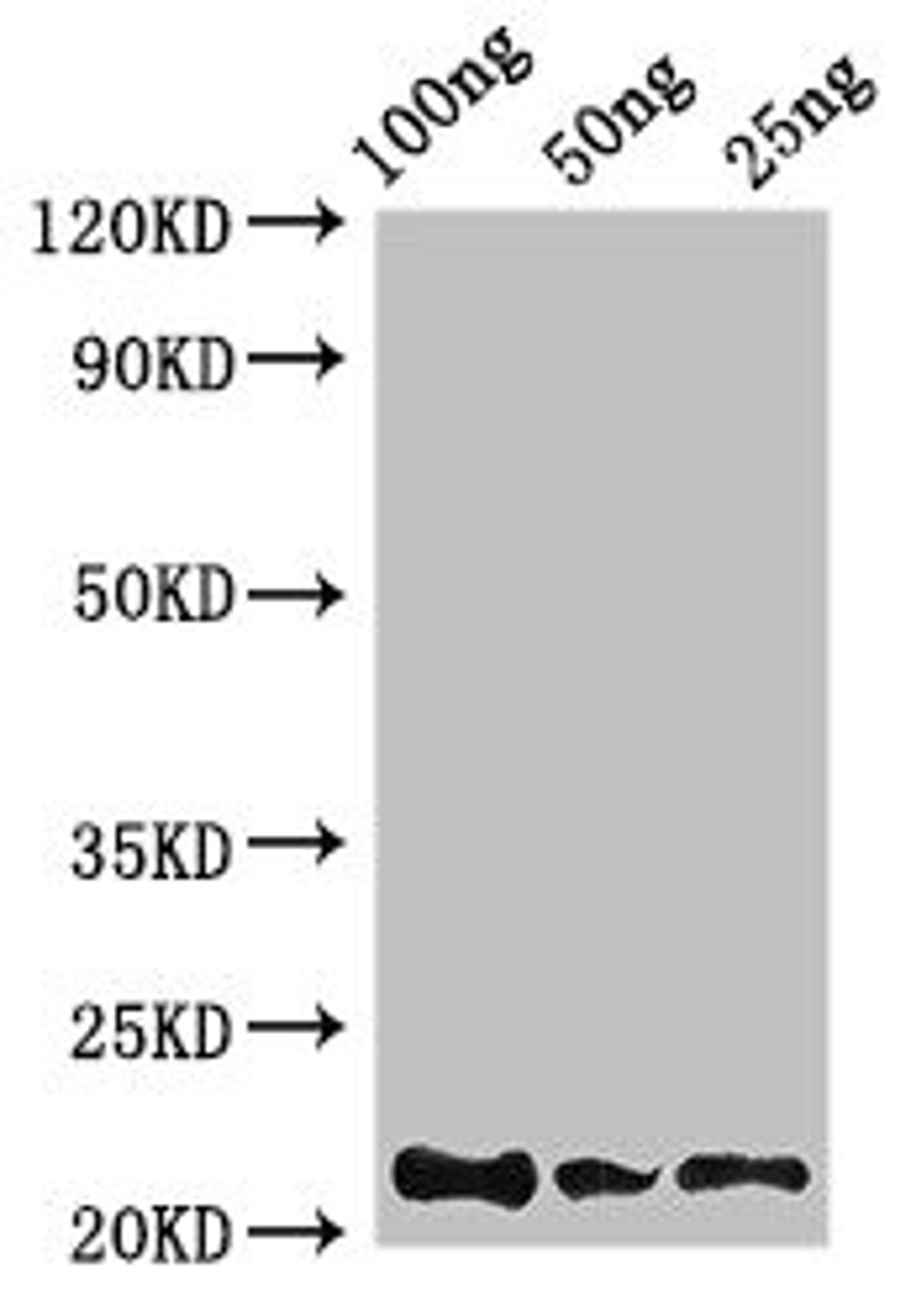 Western Blot. Positive WB detected in Recombinant protein. All lanes: Rubredoxin antibody at 2.8µg/ml. Secondary. Goat polyclonal to rabbit IgG at 1/50000 dilution. predicted band size: 22 kDa. observed band size: 22 kDa