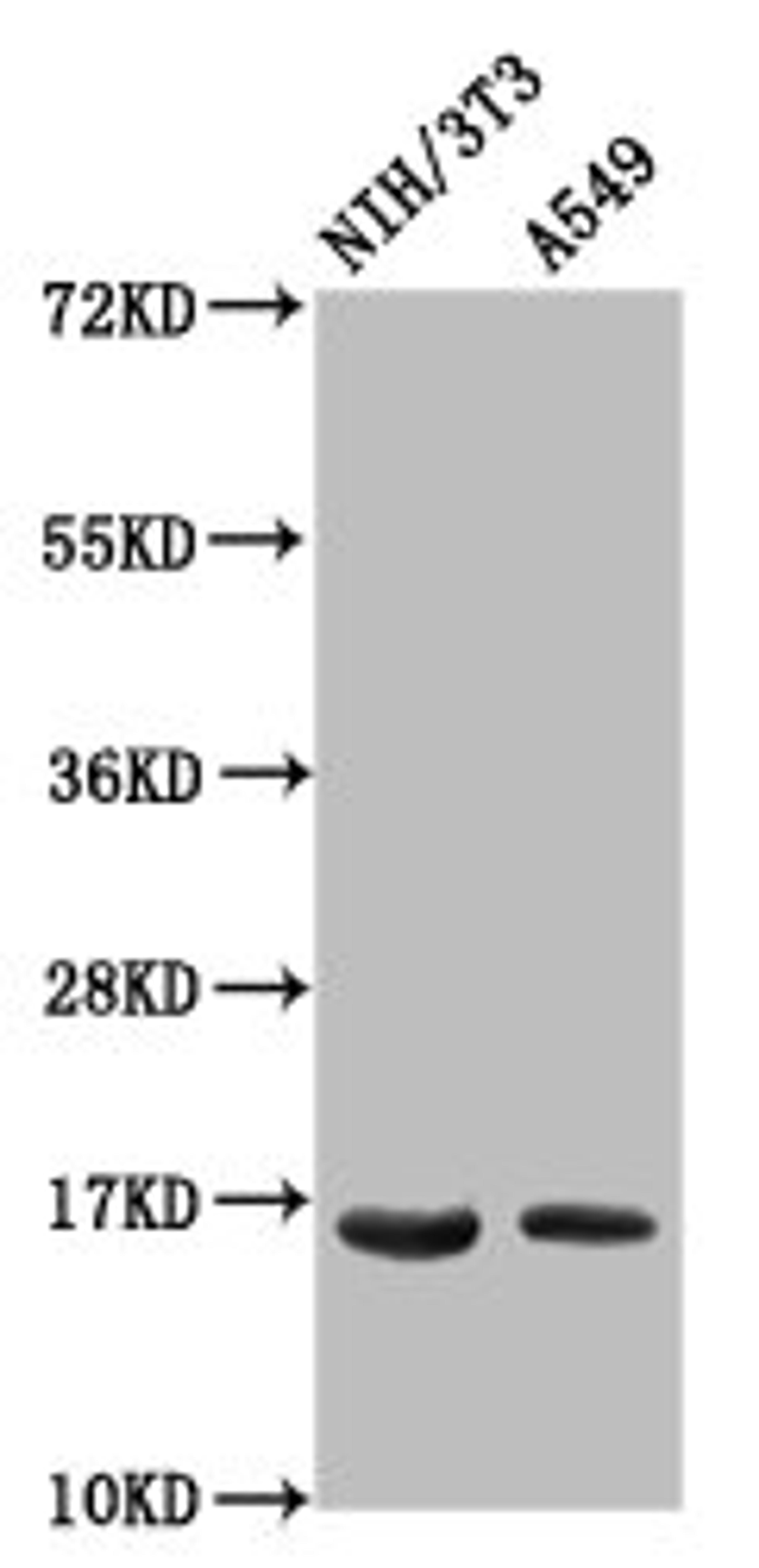 Western Blot. Positive WB detected in: NIH/3T3 whole cell lysate, A549 whole cell lysate. All lanes: HIST1H3A antibody at 0.6µg/ml. Secondary. Goat polyclonal to rabbit IgG at 1/50000 dilution. Predicted band size: 16 kDa. Observed band size: 16 kDa