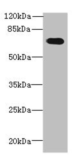Western blot. All lanes: GBP5 antibody at 6µg/ml + Mouse thymus tissue. Secondary. Goat polyclonal to rabbit IgG at 1/10000 dilution. Predicted band size: 67, 56 kDa. Observed band size: 67 kDa