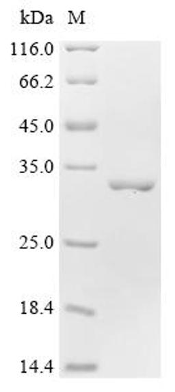 (Tris-Glycine gel) Discontinuous SDS-PAGE (reduced) with 5% enrichment gel and 15% separation gel.