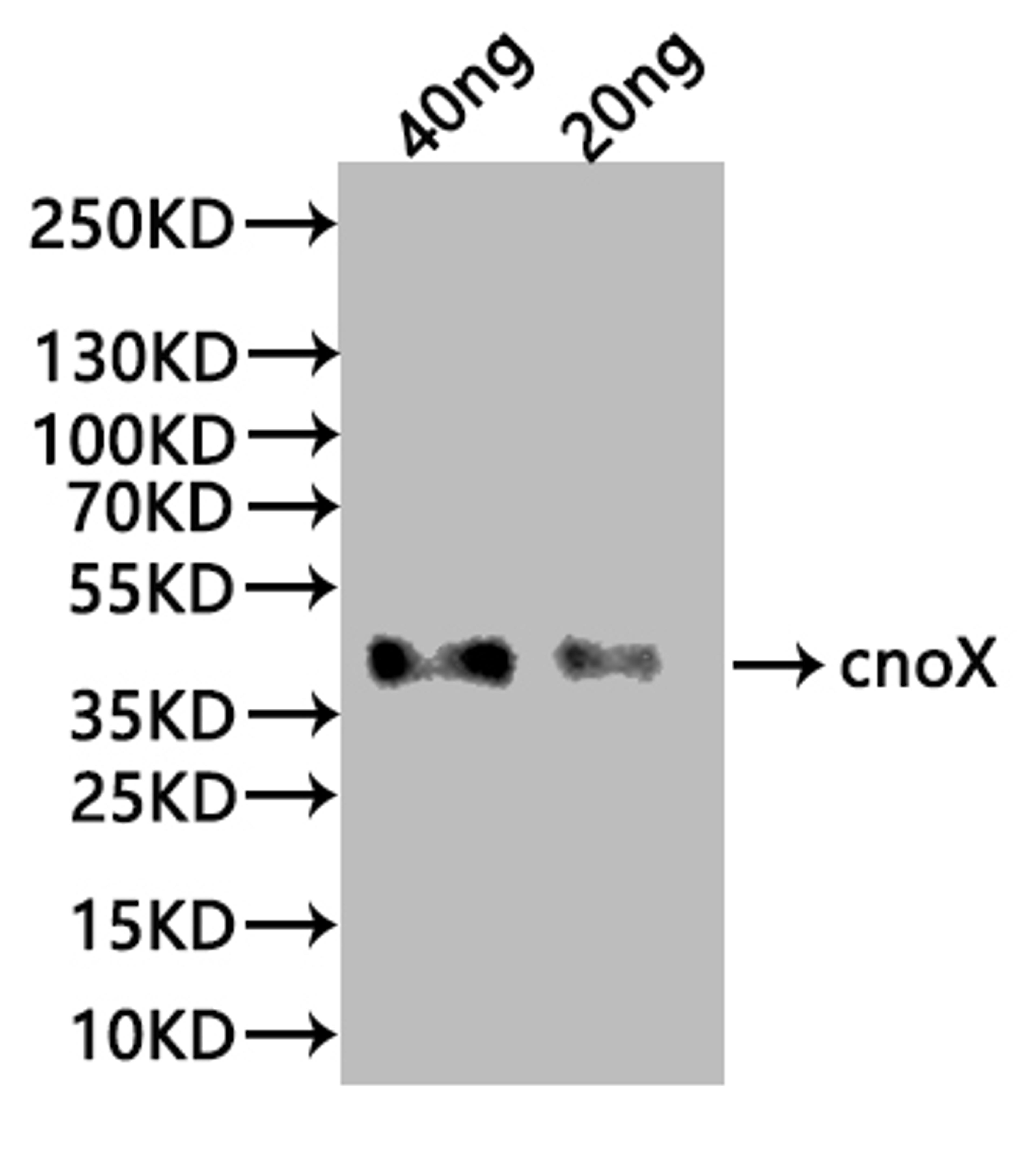 Western Blot. Positive WB detected in: recombinant protein. All lanes:cnoX Antibody at 1:1000. Secondary. Goat polyclonal to rabbit IgG at 1/20000 dilution. Predicted band size:38 kDa. Observed band size: 38 kDa.