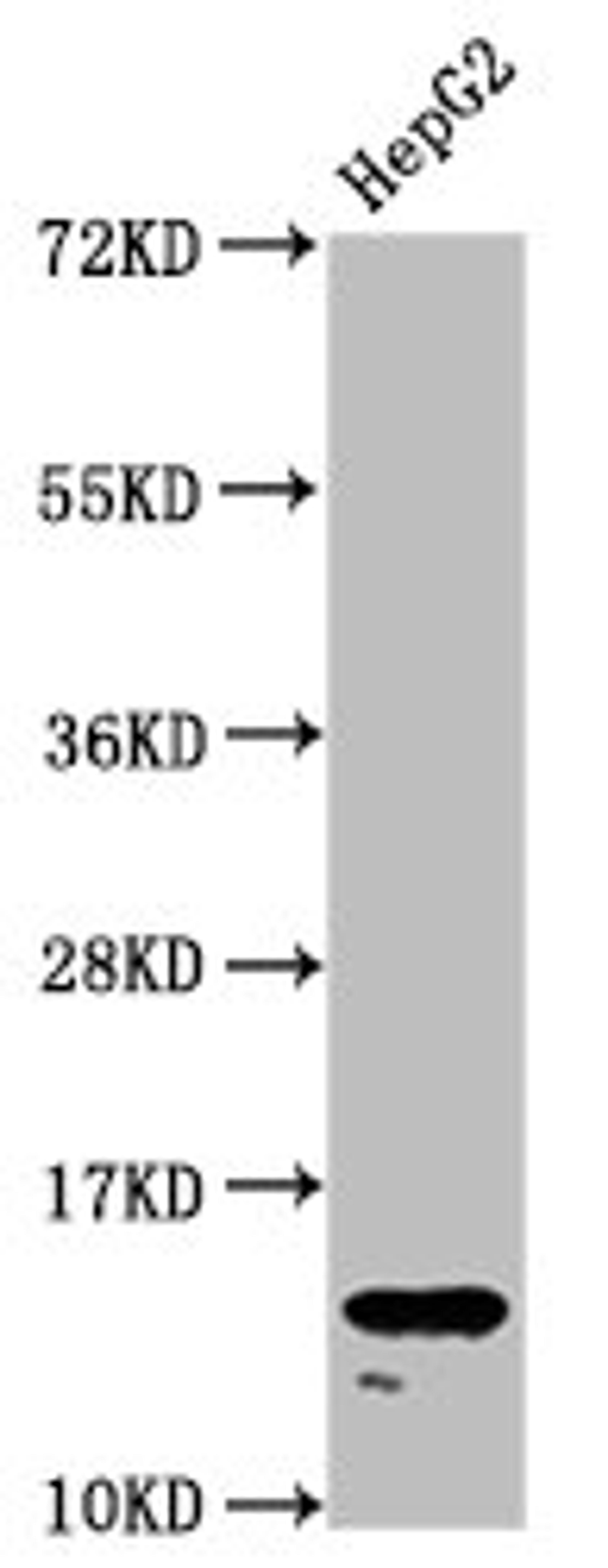 Western Blot. Positive WB detected in: HepG2 whole cell lysate. All lanes: H2AFZ antibody at 1.96µg/ml. Secondary. Goat polyclonal to rabbit IgG at 1/50000 dilution. Predicted band size: 14 kDa. Observed band size: 14 kDa