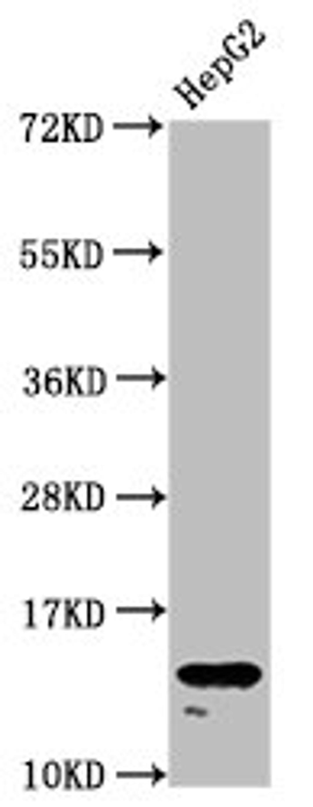 Western Blot. Positive WB detected in: HepG2 whole cell lysate. All lanes: H2AFZ antibody at 1.96µg/ml. Secondary. Goat polyclonal to rabbit IgG at 1/50000 dilution. Predicted band size: 14 kDa. Observed band size: 14 kDa