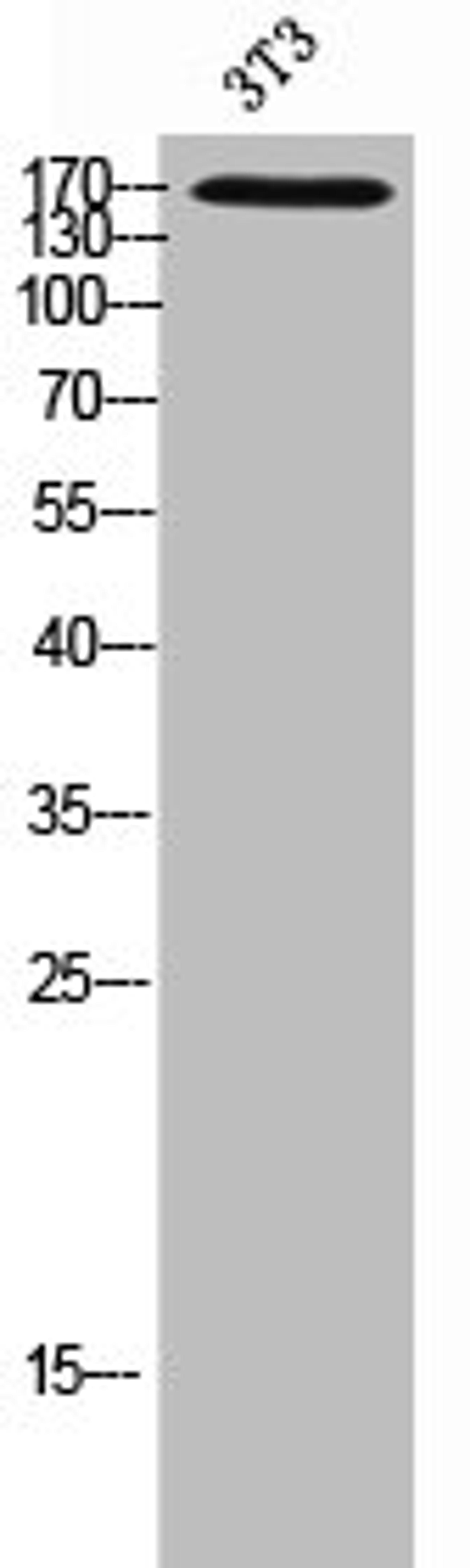 Western Blot analysis of 3T3 cells using CD206 Polyclonal Antibody