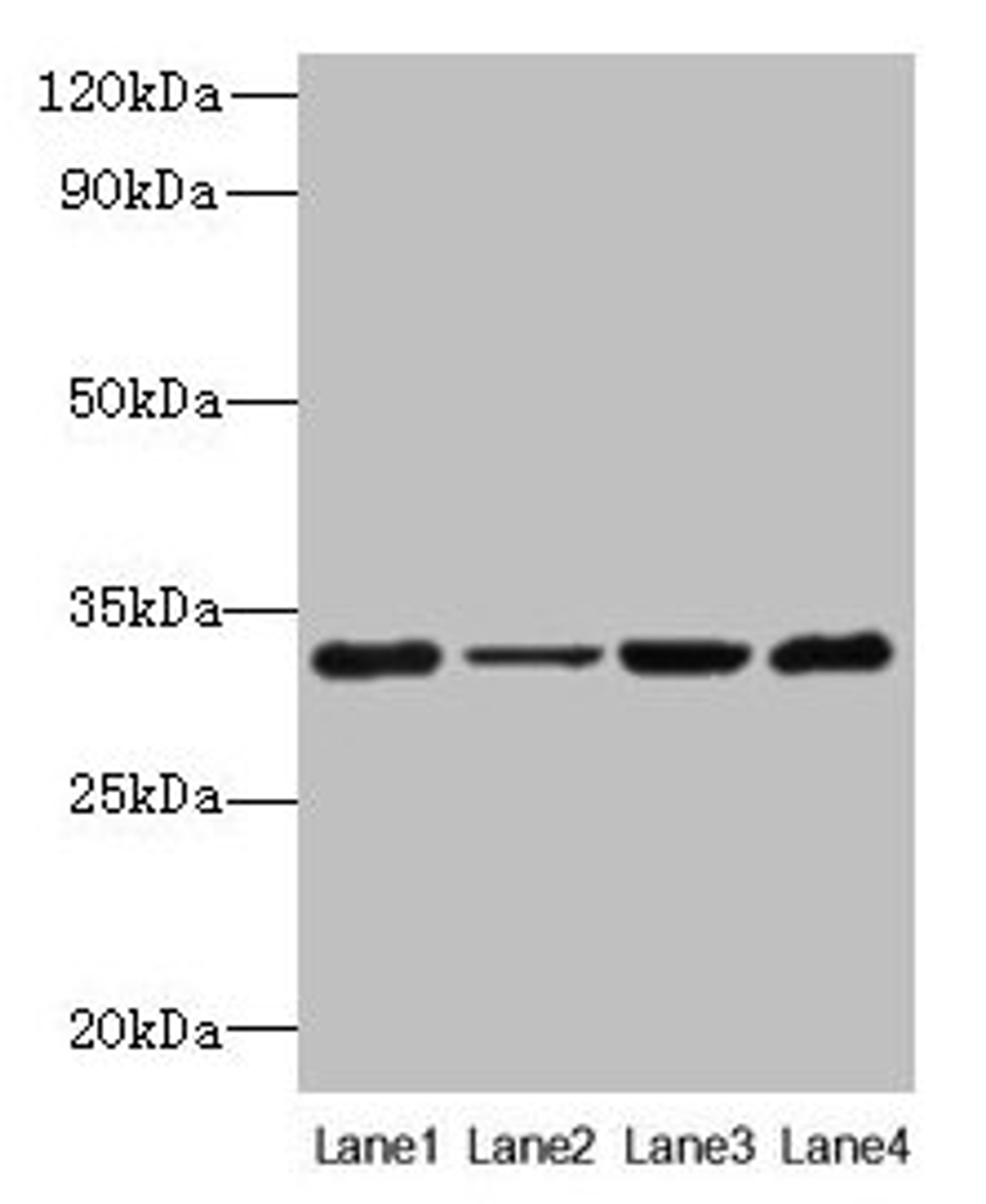 Western blot. All lanes: PDCD1 antibody at 6µg/ml. Lane 1: 293T whole cell lysate. Lane 2: Hela whole cell lysate. Lane 3: K562 whole cell lysate. Lane 4: Mouse stomach tissue. Secondary. Goat polyclonal to rabbit IgG at 1/10000 dilution. Predicted band size: 32 kDa. Observed band size: 32 kDa
