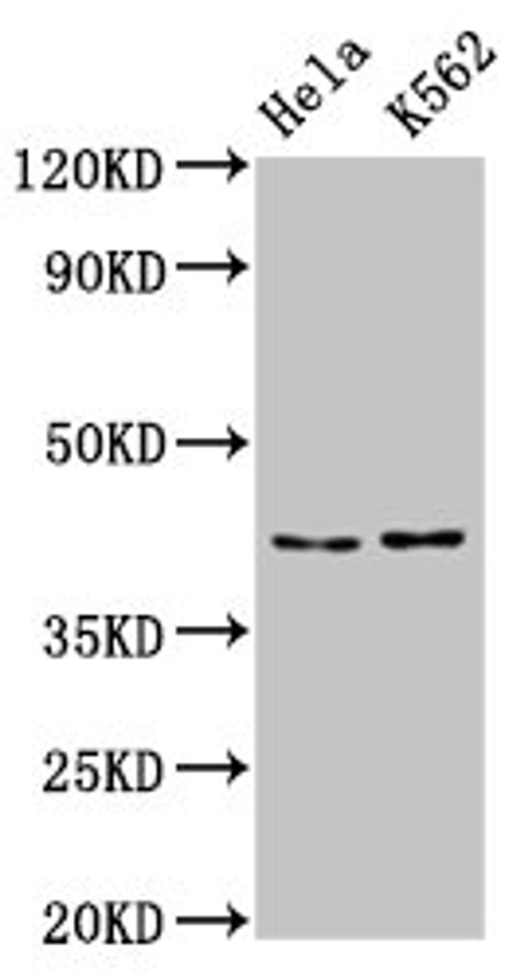 Western Blot. Positive WB detected in: Hela whole cell lysate, K562 whole cell lysate. All lanes: PCBP2 antibody at 5.3µg/ml. Secondary. Goat polyclonal to rabbit IgG at 1/50000 dilution. Predicted band size: 39, 35, 36, 34 kDa. Observed band size: 43 kDa