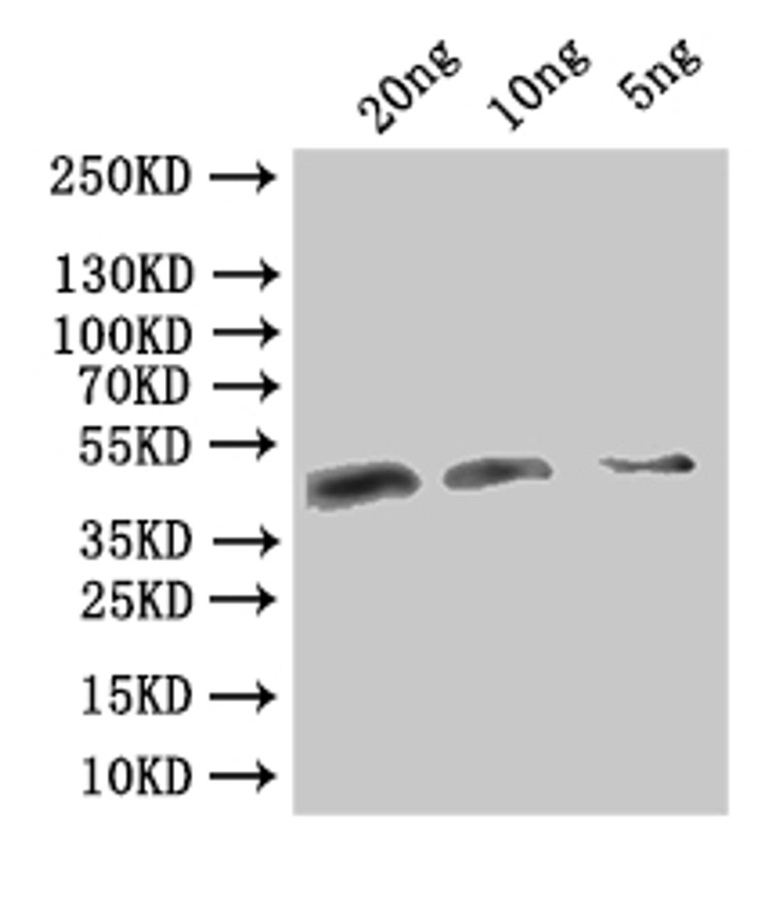 Western Blot. Positive WB detected in: recombinant protein. All lanes:VACWR106 Antibody at 1:1000. Secondary. Goat polyclonal to rabbit IgG at 1/50000 dilution. Predicted band size: 40.2 kDa. Observed band size: 41 kDa. 