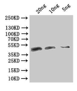 Western Blot. Positive WB detected in: recombinant protein. All lanes:VACWR106 Antibody at 1:1000. Secondary. Goat polyclonal to rabbit IgG at 1/50000 dilution. Predicted band size: 40.2 kDa. Observed band size: 41 kDa. 