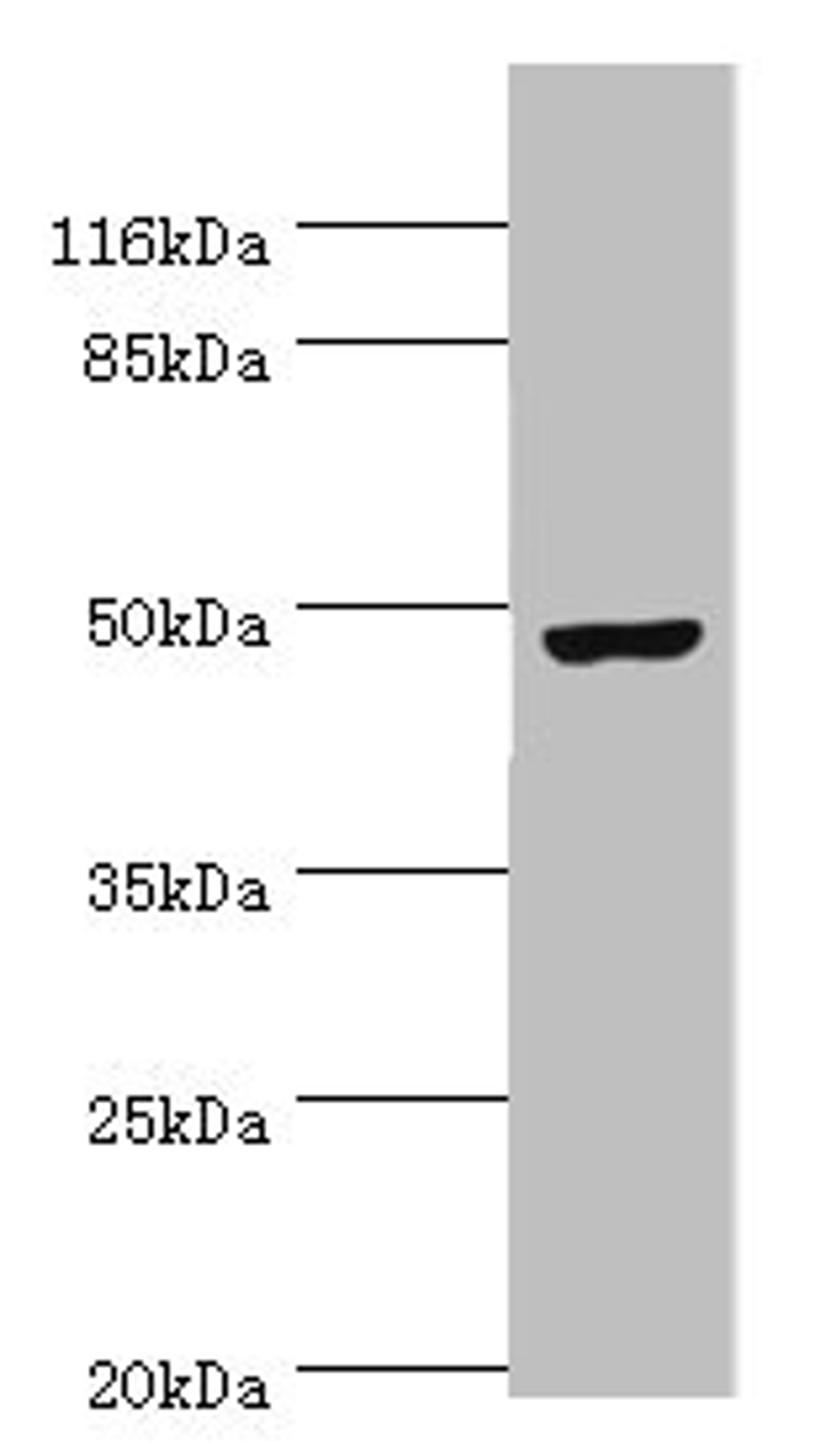 Western blot. All lanes: CKMT2 antibody at 6ug/ml + Hela whole cell lysate. Secondary. Goat polyclonal to rabbit IgG at 1/10000 dilution. Predicted band size: 48 kDa. Observed band size: 48 kDa. 