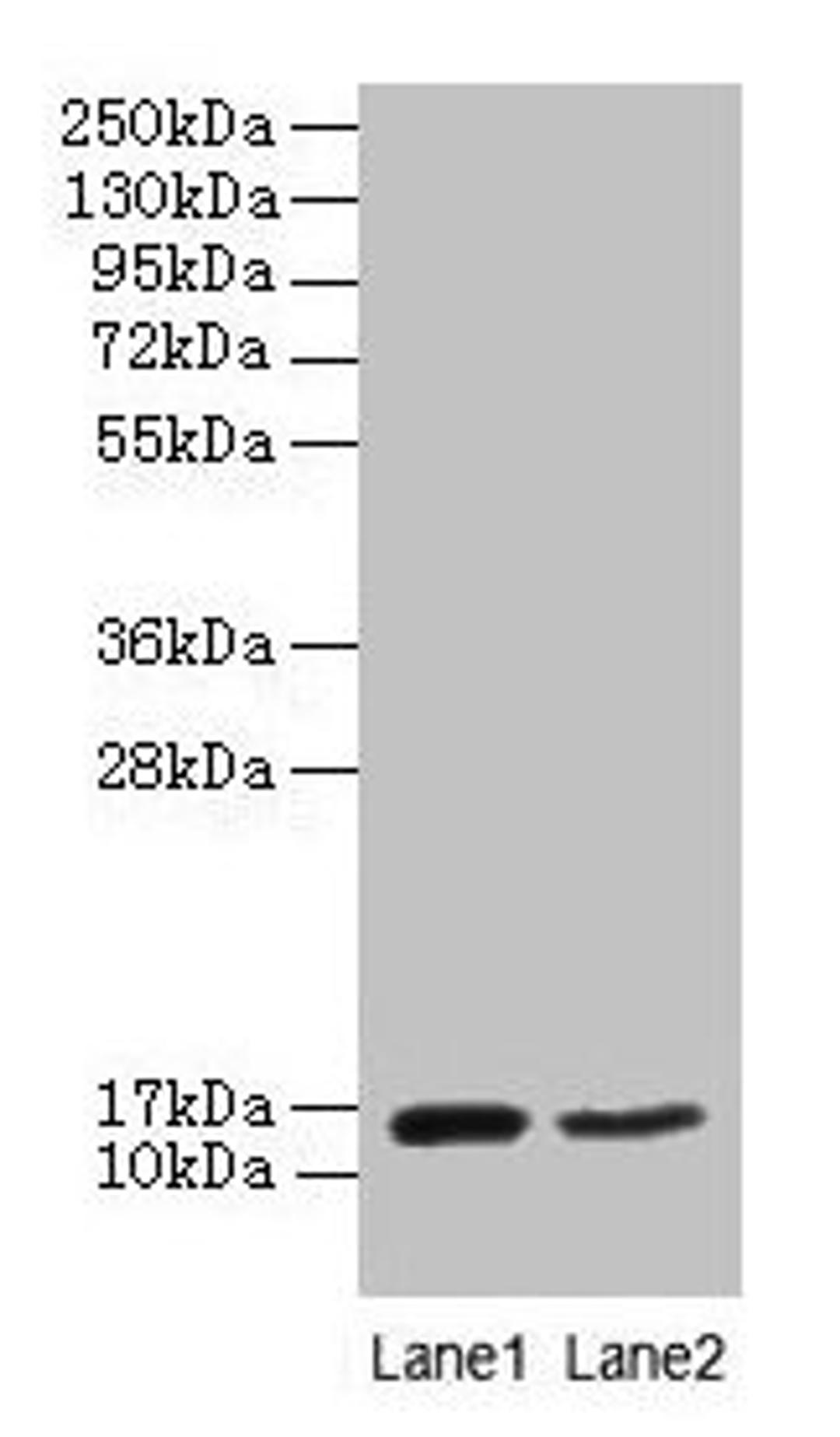 Western blot. All lanes: CD59 antibody at 2µg/ml. Lane 1: Mouse heart tissue. Lane 2: NIH/3T3 whole cell lysate. Secondary. Goat polyclonal to rabbit IgG at 1/10000 dilution. Predicted band size: 15 kDa. Observed band size: 15 kDa