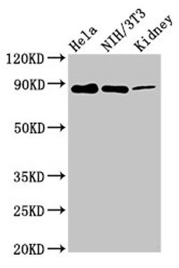 Western Blot. Positive WB detected in: Hela whole cell lysate, NIH/3T3 whole cell lysate, Rat kidney tissue. All lanes: PTPN12 antibody at 7.4µg/ml. Secondary. Goat polyclonal to rabbit IgG at 1/50000 dilution. Predicted band size: 89, 73, 75 kDa. Observed band size: 89 kDa