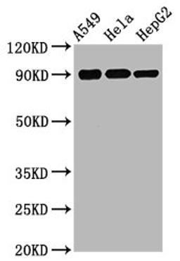 Western Blot. Positive WB detected in A549 whole cell lysate锛孒ela whole cell lysate锛孒epG2 whole cell lysate. All lanes Phospho-RPS6KA1 antibody at 1.75μg/ml. Secondary. Goat polyclonal to rabbit IgG at 1/50000 dilution. Predicted band size: 90 KDa. Observed band size: 90 KDa. 