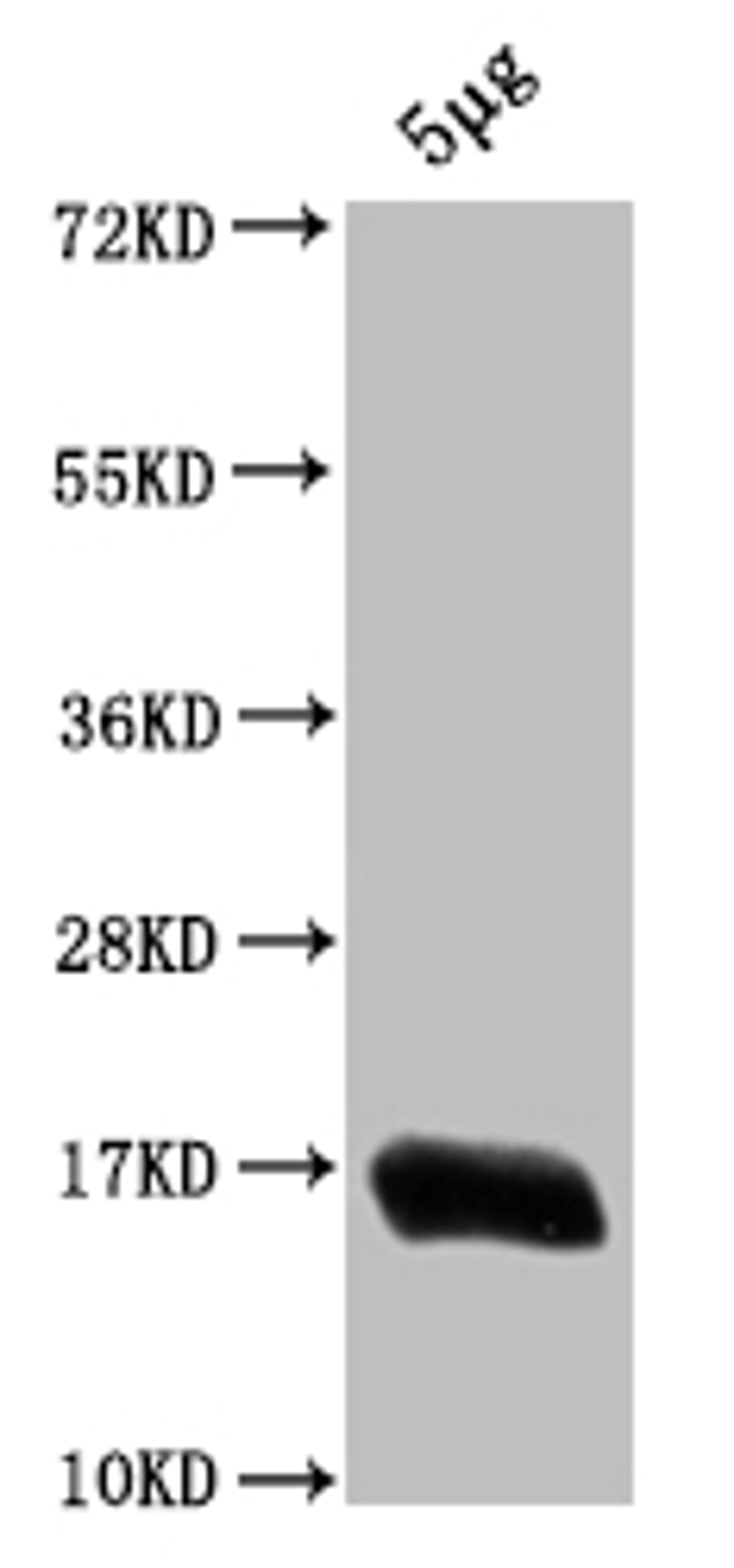 Western Blot. Positive WB detected in: Escherichia coli lysate. All lanes: HNS antibody at 1:2000. Secondary. Goat polyclonal to rabbit IgG at 1/50000 dilution. Predicted band size: 16 kDa. Observed band size: 16 kDa. 