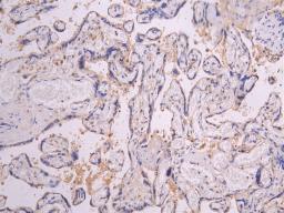 IHC image of CSB-RA018727MA1HU diluted at 1:200 and staining in paraffin-embedded human placenta tissue performed on a Leica BondTM system. After dewaxing and hydration, antigen retrieval was mediated by high pressure in a citrate buffer (pH 6.0). Section was blocked with 10% normal goat serum 30min at RT. Then primary antibody (1% BSA) was incubated at 4°C overnight. The primary is detected by a Goat anti-human polymer IgG labeled by HRP and visualized using 0.05% DAB.