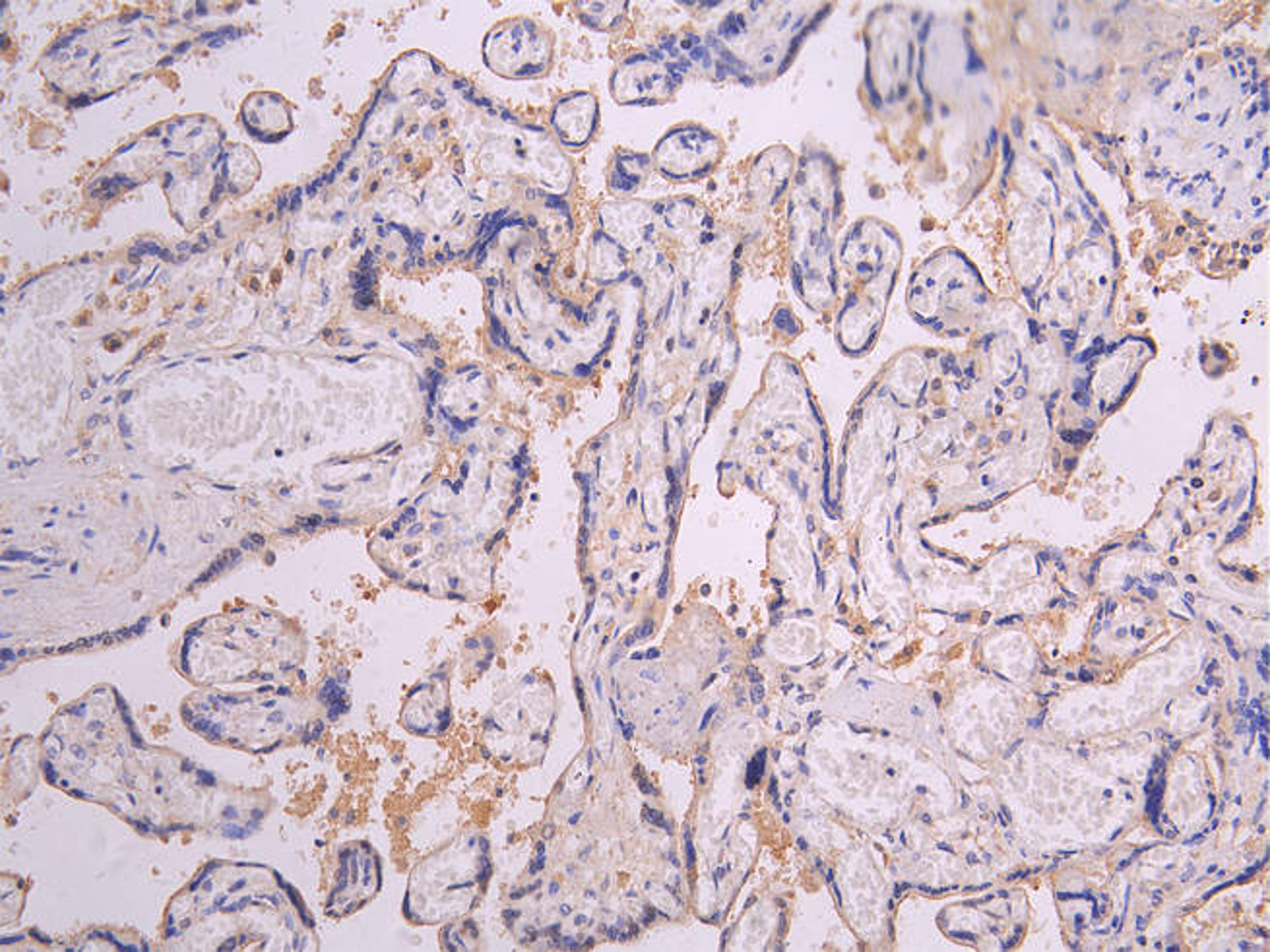 IHC image of CSB-RA018727MA1HU diluted at 1:200 and staining in paraffin-embedded human placenta tissue performed on a Leica BondTM system. After dewaxing and hydration, antigen retrieval was mediated by high pressure in a citrate buffer (pH 6.0). Section was blocked with 10% normal goat serum 30min at RT. Then primary antibody (1% BSA) was incubated at 4°C overnight. The primary is detected by a Goat anti-human polymer IgG labeled by HRP and visualized using 0.05% DAB.