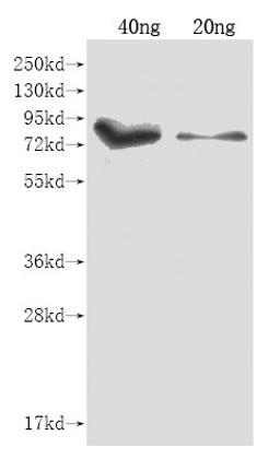 Western Blot. Positive WB detected in Recombinant protein. All lanes: iutA antibody at 1:2000. Secondary. Goat polyclonal to rabbit IgG at 1/50000 dilution. Predicted band size: 85.5 kDa. Observed band size: 85.5 kDa. 