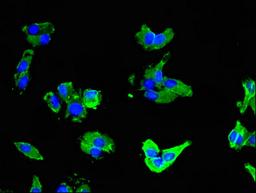 Immunofluorescent analysis of HepG2 cells using CSB-PA021410LA01HU at dilution of 1:100 and Alexa Fluor 488-congugated AffiniPure Goat Anti-Rabbit IgG(H+L)