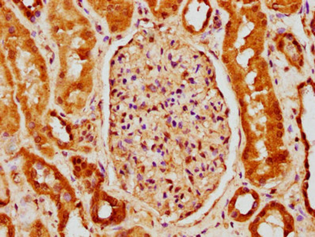 IHC image of CSB-PA884627LA01HU diluted at 1:150 and staining in paraffin-embedded human kidney tissue performed on a Leica BondTM system. After dewaxing and hydration, antigen retrieval was mediated by high pressure in a citrate buffer (pH 6.0). Section was blocked with 10% normal goat serum 30min at RT. Then primary antibody (1% BSA) was incubated at 4&deg;C overnight. The primary is detected by a biotinylated secondary antibody and visualized using an HRP conjugated SP system.