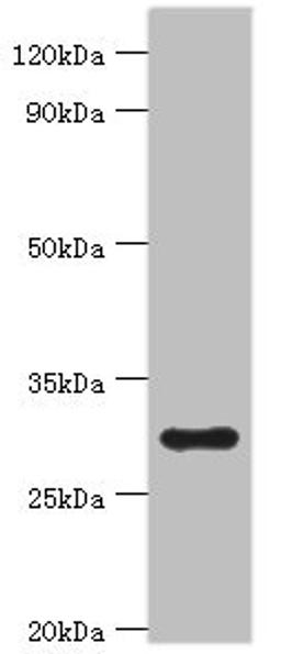 Western blot. All lanes: 39S ribosomal protein L28, mitochondrial antibody at 2ug/ml + Hela whole cell lysate. Secondary. Goat polyclonal to rabbit IgG at 1/10000 dilution. Predicted band size: 30 kDa. Observed band size: 30 kDa. 